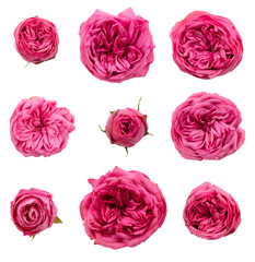 Set of red pink peony roses isolated on white background