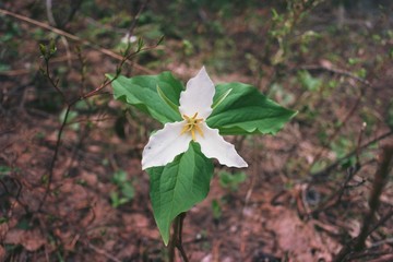 Trillium flower