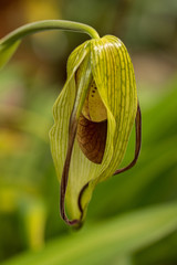 Detail of a Cypripedium flower with green leaves in the background.