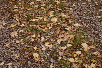 Texture Fallen autumn foliage lies on a dirt track.