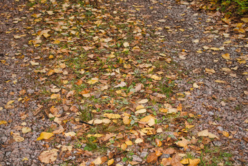 Texture Fallen autumn foliage lies on a dirt track.
