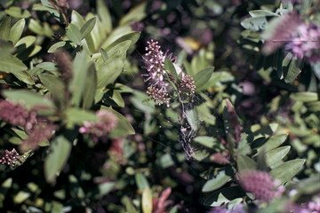 Garden Flowers (close up)