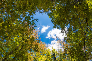 Blue sky with white cloud through autumn foliage