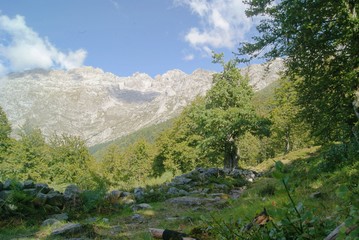 Fototapeta na wymiar mountain landscape in the mountain camino de piedras en el bosque de la montaña