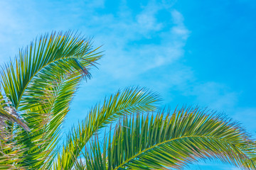 Green palm leaves in the sun against a blue sky.