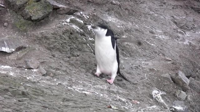 Zoom in, chinstrap penguins in Antarctica