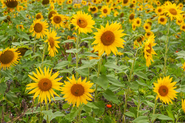 Fototapeta premium view over agricultural field with yellow sunflowers