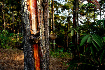 Pine wood texture, forest view in tropical country