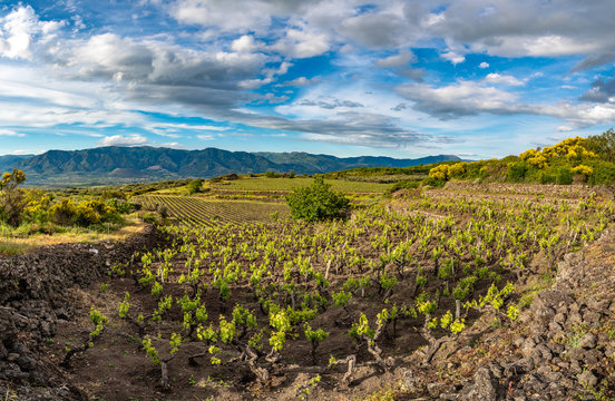 Vineyard of the mount Etna in Sicily, italy