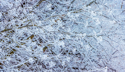 Frost-covered thin branches of a tree form a beautiful pattern_