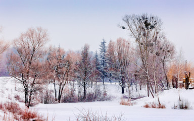 Picturesque winter landscape with trees in the snow_