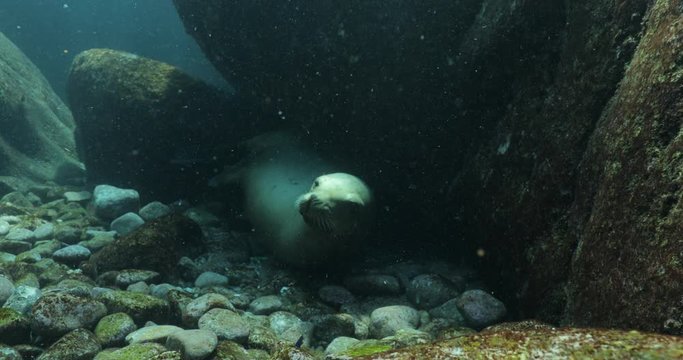 Californian sea lion (Zalophus californianus) swimming and playing in the reefs of los islotes in Espiritu Santo island at La paz,The world's aquarium. Baja California Sur,Mexico.