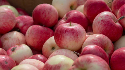 Apple fruit background. apples on the counter of the grocery market