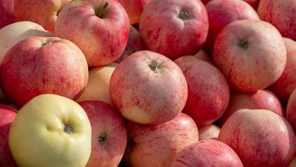 Apple fruit background. apples on the counter of the grocery market