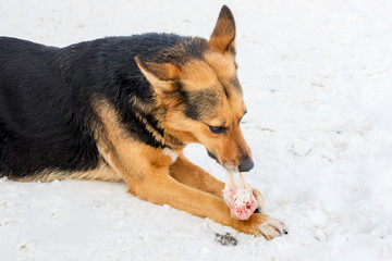 Dog in winter eating meat in the snow_