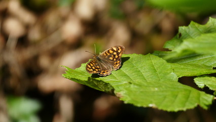 Brown butterfly on the leaf of a tree
