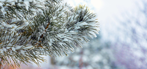 Snow-covered spruce branch in winter forest on light blurred background, panorama_