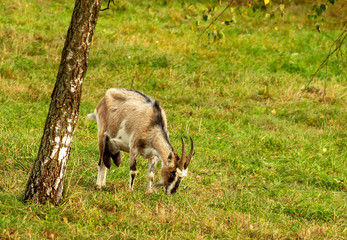 Homemade goat in the pasture.