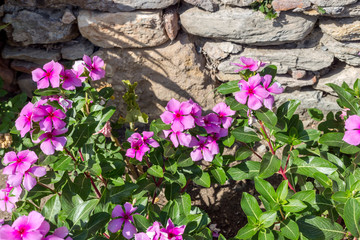 The  bush (Catharanthus roseus) grows and blooms with pink flowers close-up