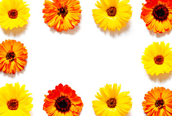 Organic yellow calendula flowers frame on the bright sunny background. Top view. 