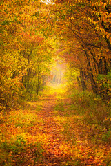 Pathway in the forest at autumn