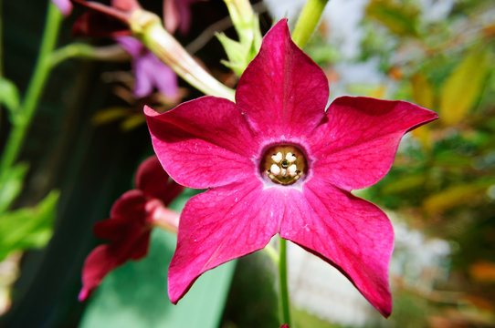 Red fragrant tobacco flower in the garden.