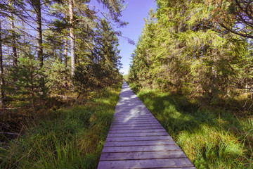 Wooden footpath, hiking trail, nature reserve Wildseemoor, Kaltenbronn, Gernsbach, Black Forest, Baden-Wuerttemberg, Germany, Europe