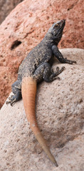 A Close Up of a Male Chuckwalla in the Desert - 291792158
