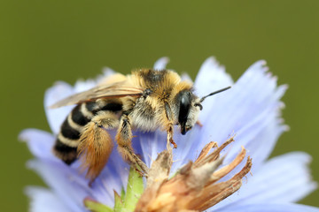 A bee resting in a flower of chicory. 