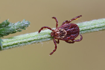 Parasite tick on the grass. A tick can pose a threat to human life and animals.