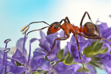 Ant running around the plant with small flowers. 