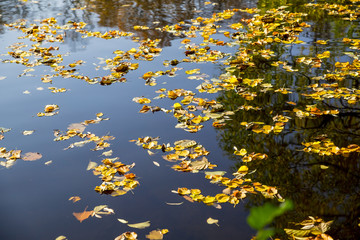 lovely yellow leaves floating on the surface of the water. Top view. Autumn peace and tranquility. Concept Autumn has come.beautiful view especially in fall.