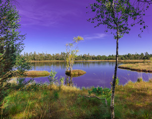 Raised bog of the Wildsee at Kaltenbronn, Northern Black Forest, Germany, with birch trees and...