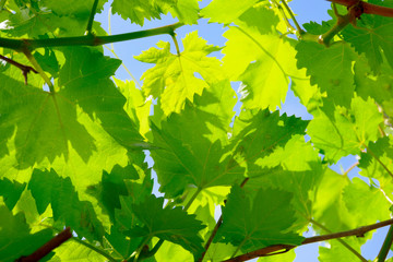 Fototapeta na wymiar Grape green leaves against the blue sky.