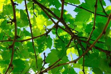 Grape green leaves against the blue sky.