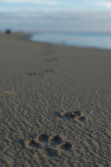 footprints in the sand