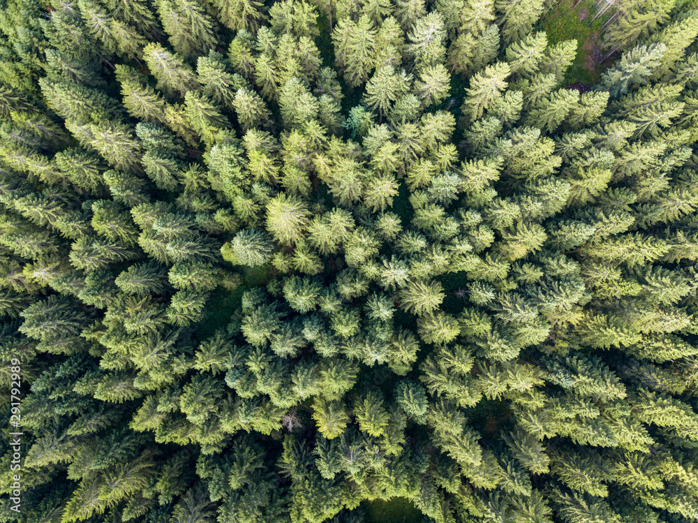 Wall mural Vertical aerial view of spruce and fir forest (trees) and meadow, Slovenia.