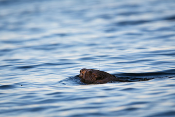 Fototapeta premium Eurasian beaver swimming in the lake
