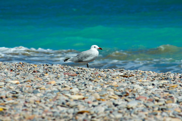 Gaviota al sol