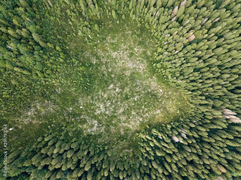 Sticker Vertical aerial view of spruce and fir forest (trees) and meadow, Slovenia.