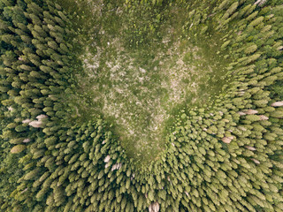 Vertical aerial view of spruce and fir forest (trees) and meadow, Slovenia.
