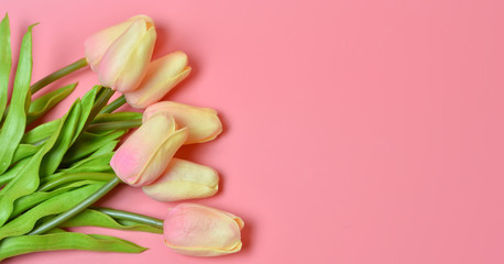 Tulips on a pink background. women's Day. Copy space. Greeting card, invitation, banner.