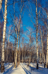 Winter day in a birch grove with a blue sky, white snow and shadows in the snow. Winter in Russia.