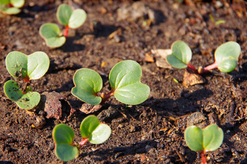 Green shoots of young radish.