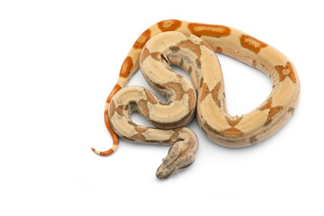 Obraz premium Red Tail Boa isolated on white background
