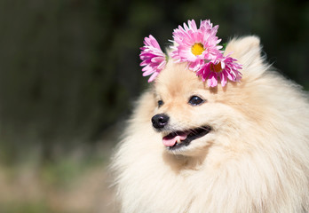 Nice cute fluffy Pomeranian spitz dog with flowers. Happy puppy outdoor, smiling. Wreath of daisies on the head. Copy space, place for text. Summer sunny day.