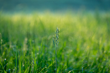 Grass in the meadow in the early morning