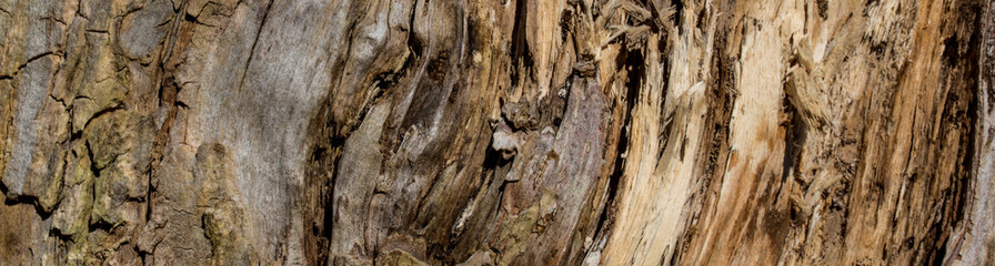 old brown wood surface texture