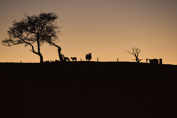 Fototapeta na wymiar Yorkshire lamb twilight [7]