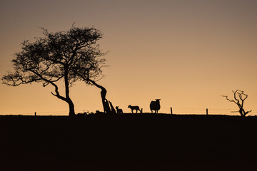 Fototapeta na wymiar Yorkshire lamb twilight [6]